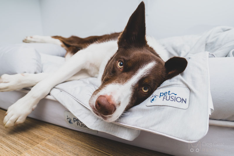 PetFusion Premium Cooling Blanket Review | Dog Gear Review