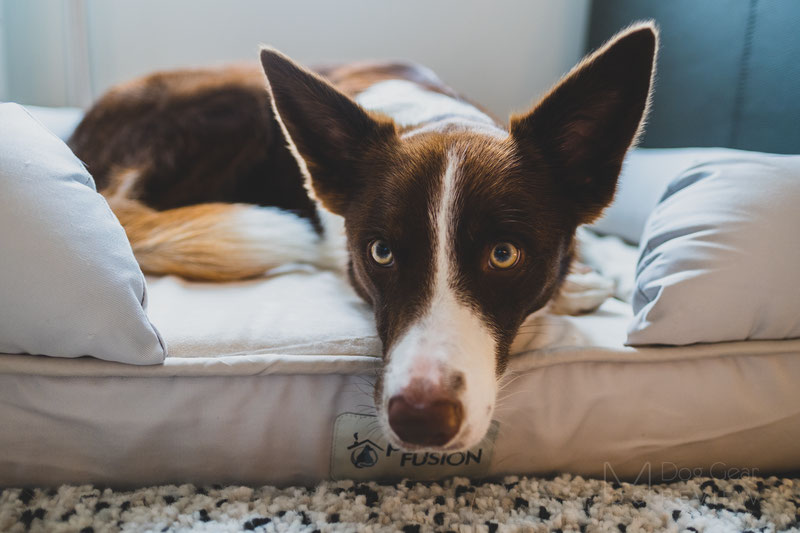 Petfusion serenity store lounge dog bed