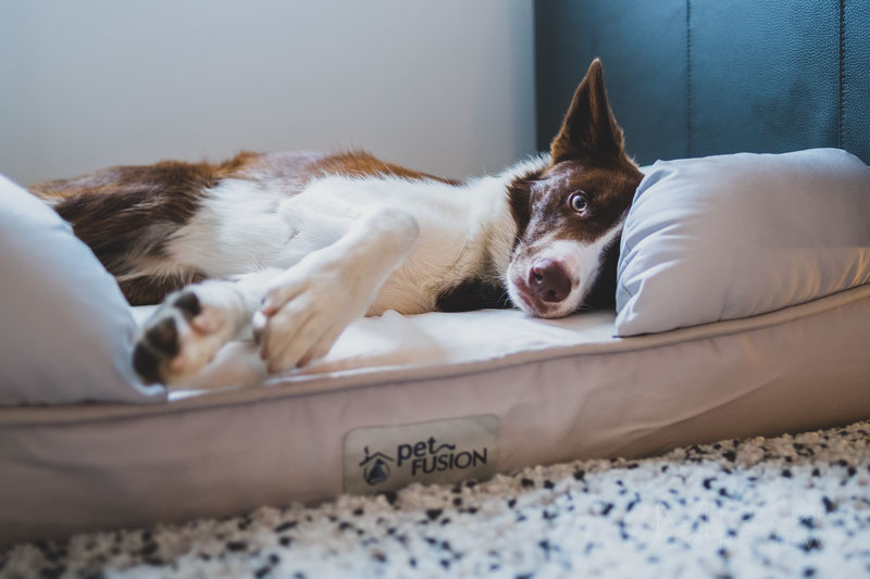 Petfusion Ultimate Dog Lounge Review | Dog Gear Review