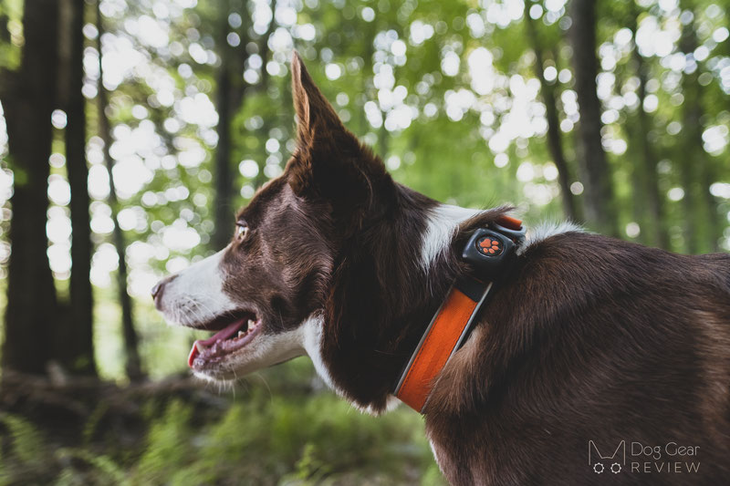 PitPat Dog Activity Monitor Review