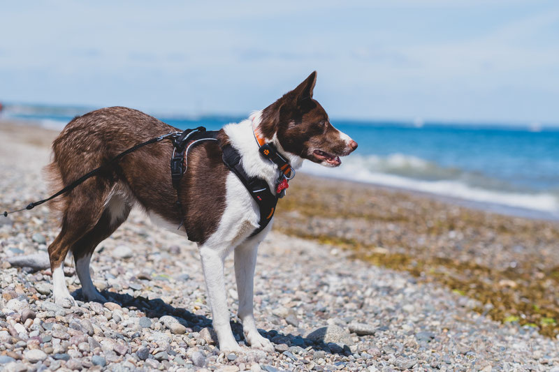 Dog Yoga: Everything you need to know - PitPat