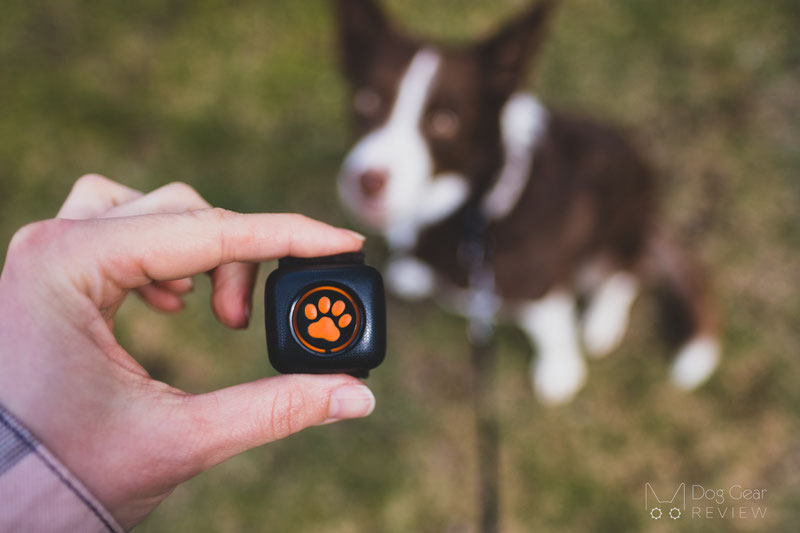 pitpat dog walking monitor