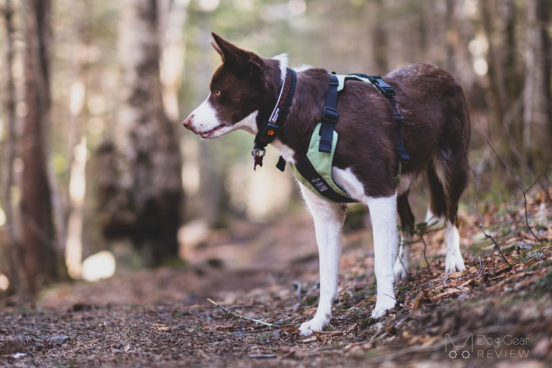 Dog Yoga: Everything you need to know - PitPat