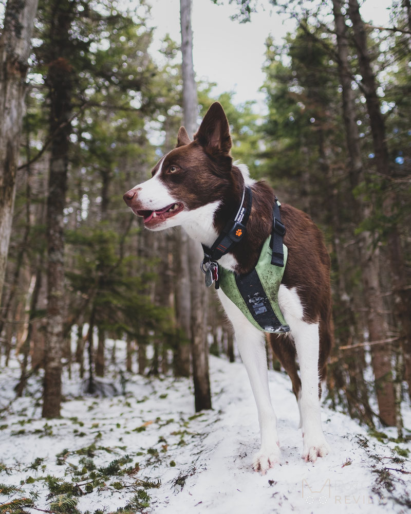 PitPat Dog Activity Monitor Review | Dog Gear Review