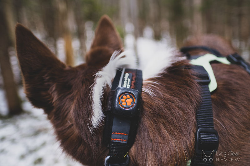 PitPat Dog Activity Monitor Review | Dog Gear Review