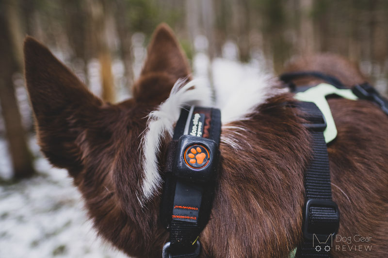 Dog store activity monitor