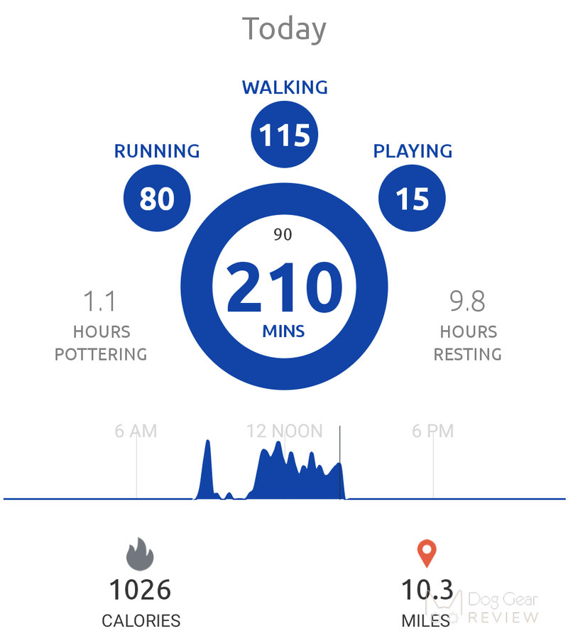 PitPat Dog Activity Monitor Review | Dog Gear Review