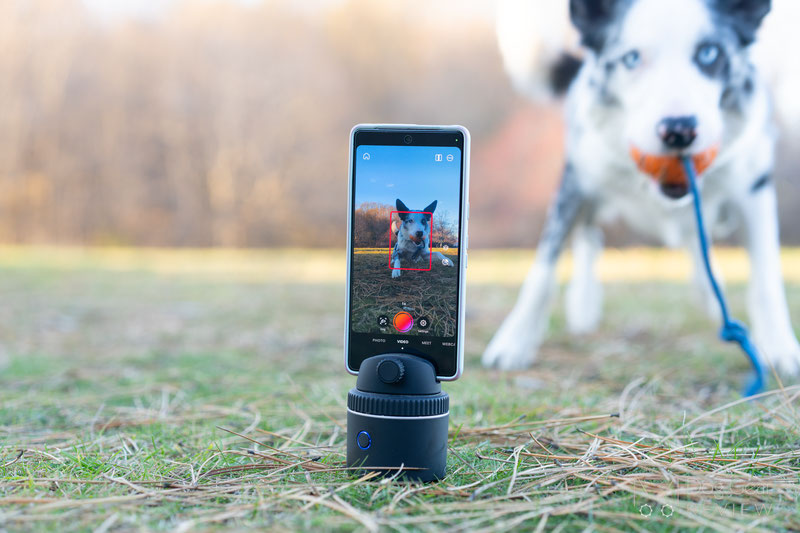 Pivo Pod Review | Dog Gear Review