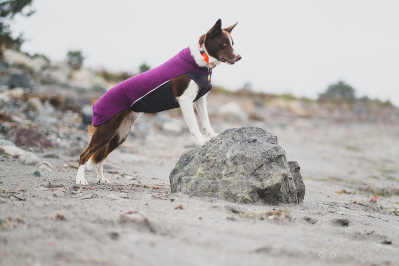 Pomppa JumppaPomppa Review | Dog Gear Review