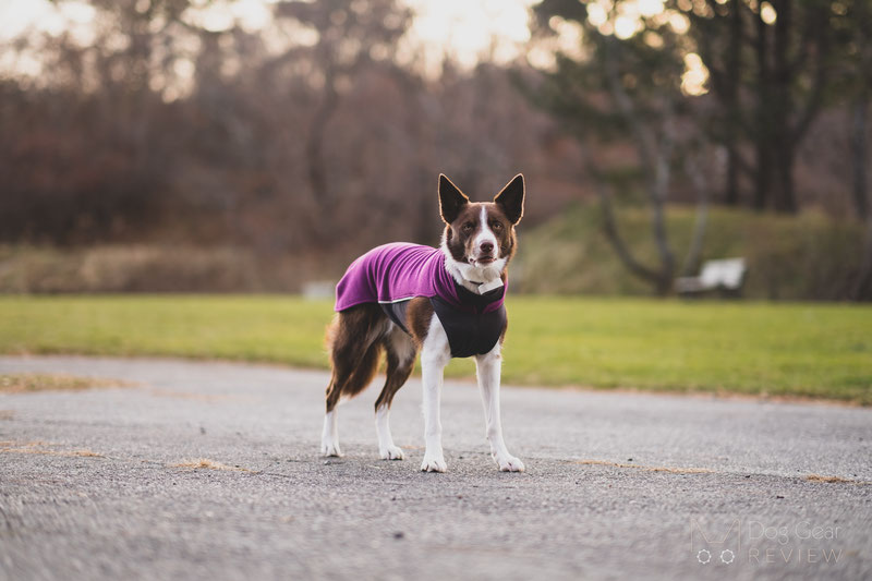 Pomppa JumppaPomppa Review | Dog Gear Review