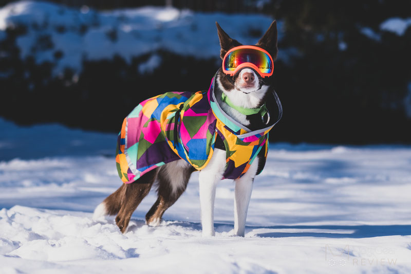 Pomppa KevytPomppa Review | Dog Gear Review