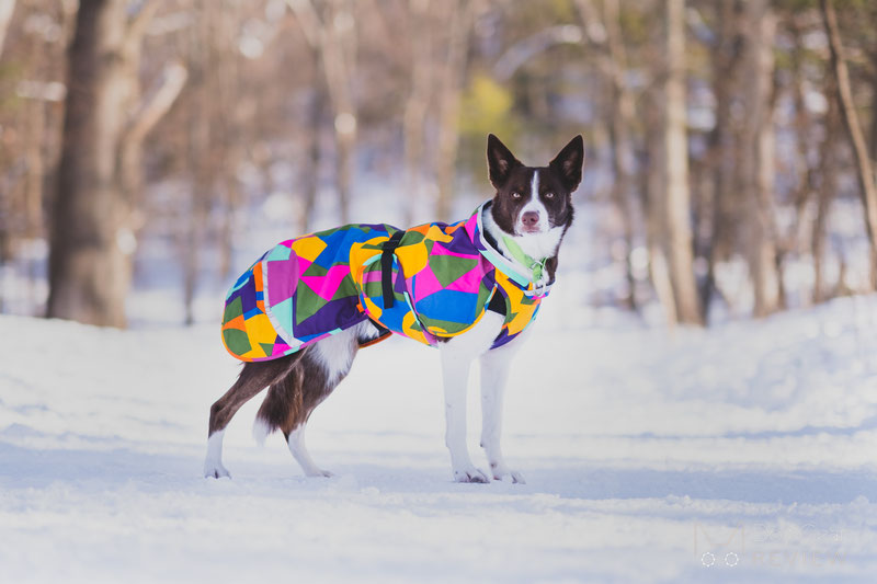 Pomppa KevytPomppa Review | Dog Gear Review