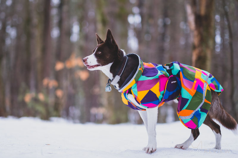 Pomppa dog clearance coats