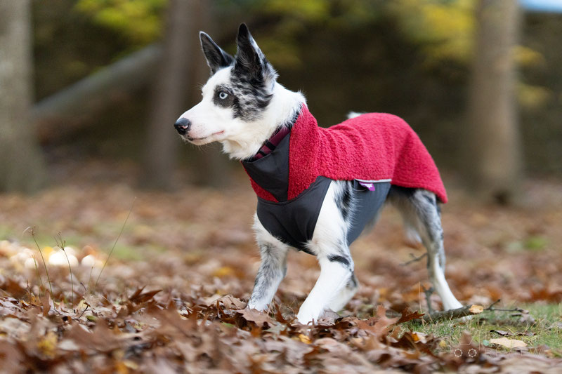 Pomppa PolarPomppa Review | Dog Gear Review