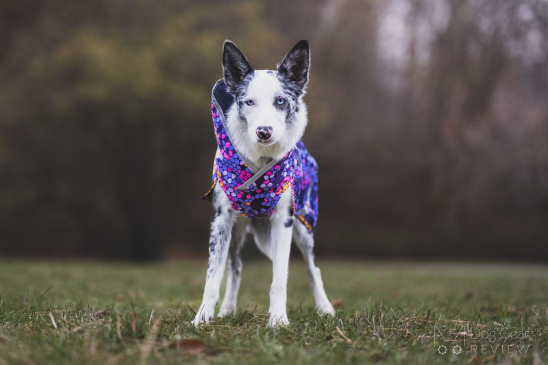 Pomppa SadePomppa Review | Dog Gear Review