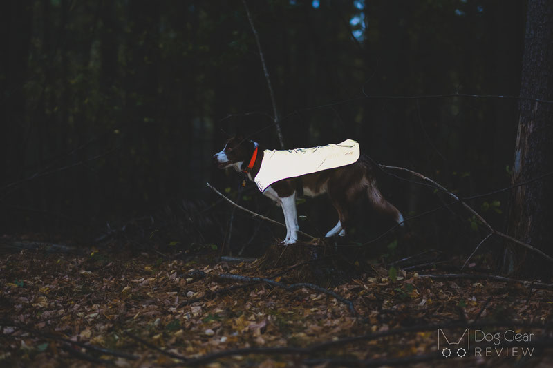 Proviz REFLECT360 Dog Coat Review | Dog Gear Review