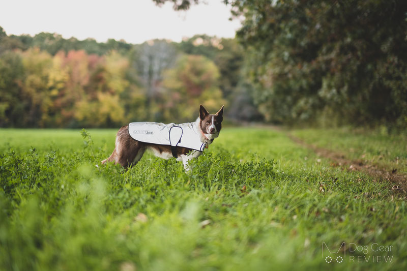 Proviz REFLECT360 Dog Coat Review | Dog Gear Review