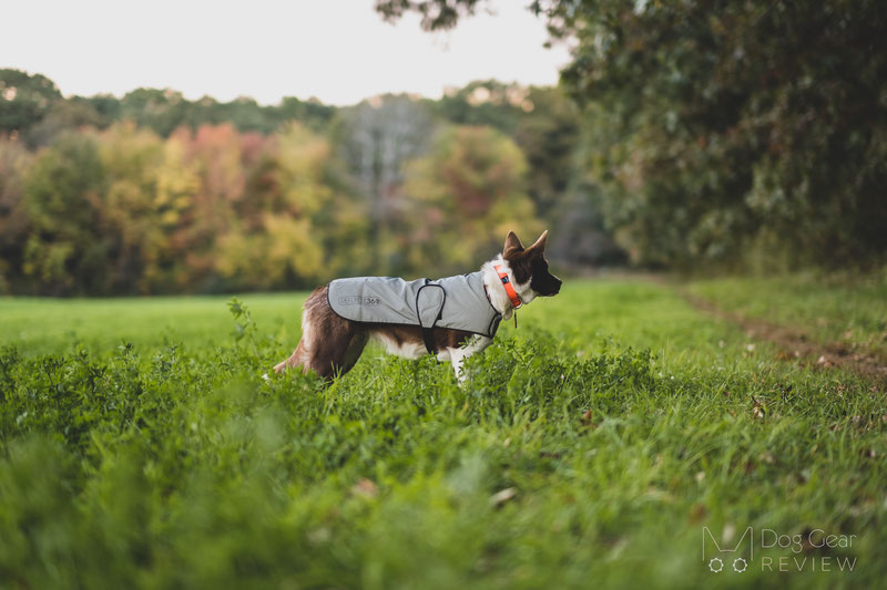 Proviz REFLECT360 Dog Coat Review | Dog Gear Review