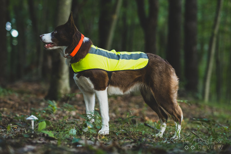 Proviz Hi Visibility Dog Coat Review | Dog Gear Review