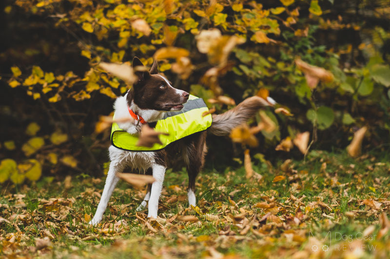 Proviz Hi Visibility Dog Coat Review | Dog Gear Review