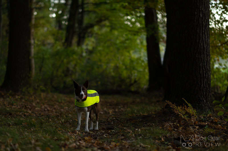 Proviz Hi Visibility Dog Coat Review | Dog Gear Review