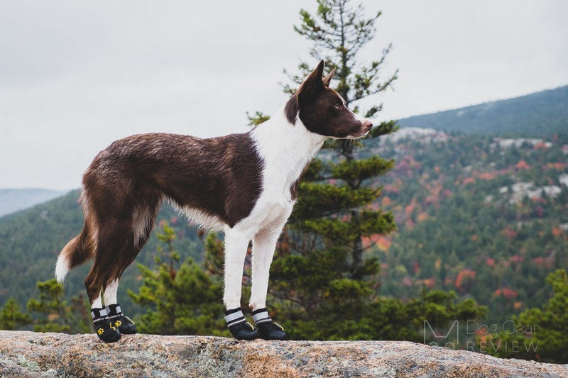 QUMY Boots Review | Dog Gear Review