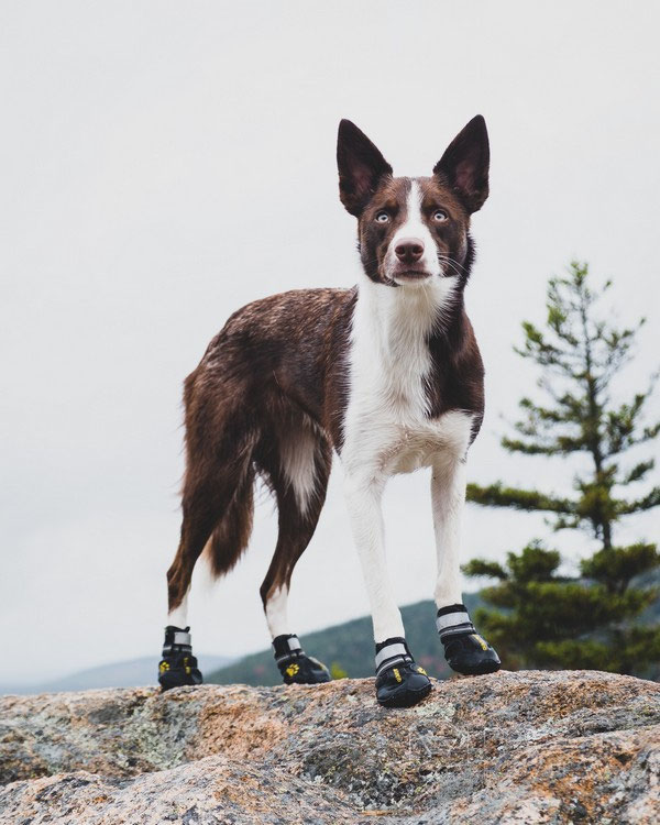 QUMY Boots Review | Dog Gear Review