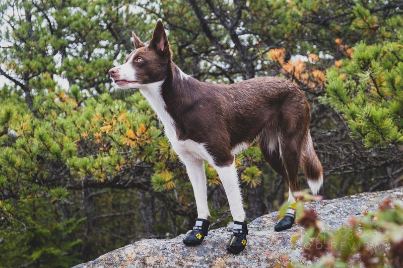 QUMY Boots Review | Dog Gear Review
