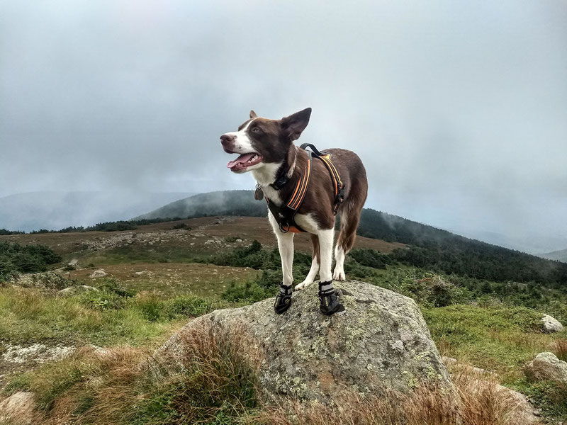 QUMY Boots Review | Dog Gear Review