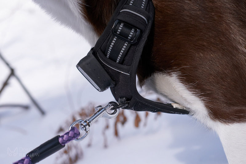 Rabbitgoo Harness with a Built-In LED Light - Review | Dog Gear Review