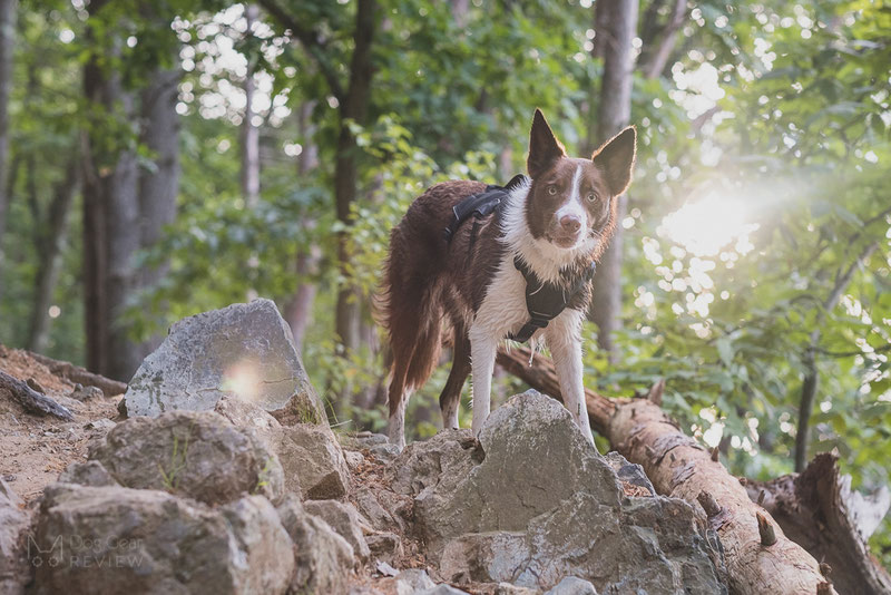 Rabbitgoo Hiking Harness Review | Dog Gear Review