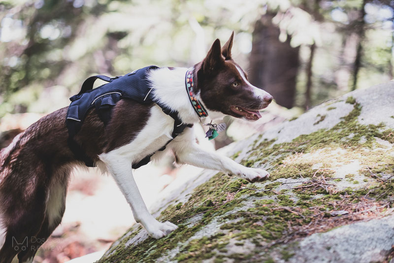 Rabbitgoo Hiking Harness Review | Dog Gear Review