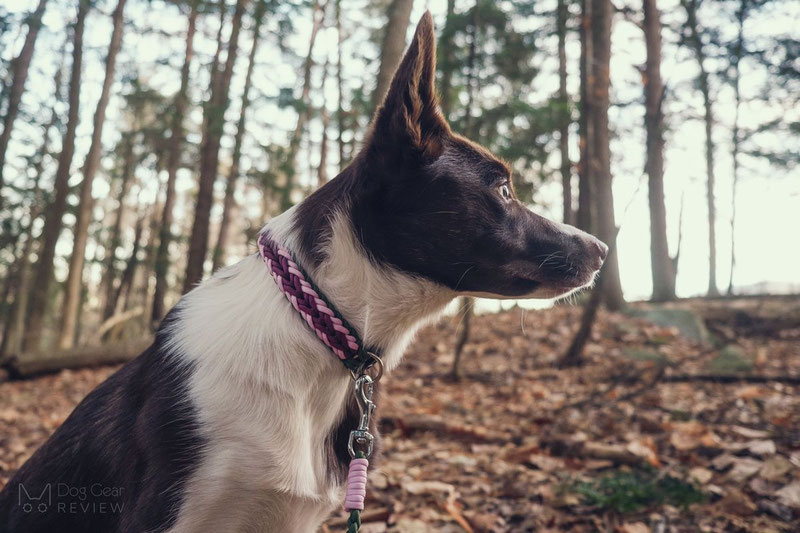 Rayzi's ParacorDog Design Leash and Collar Review | Dog Gear Review