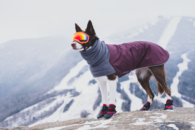 Rex Specs Goggles Review (V1 vs. V2) | Dog Gear Review