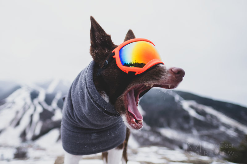 Rex Specs V1 Goggles Review | Dog Gear Review