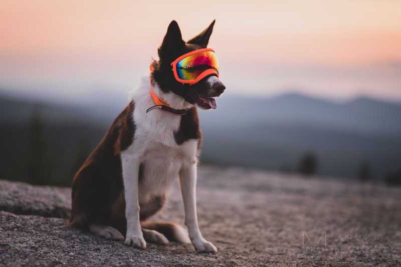 Rex Specs Goggles Review | Dog Gear Review