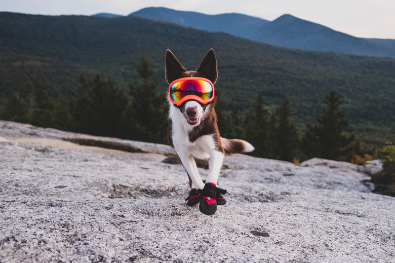 Rex Specs Goggles Review (V1 vs. V2) | Dog Gear Review