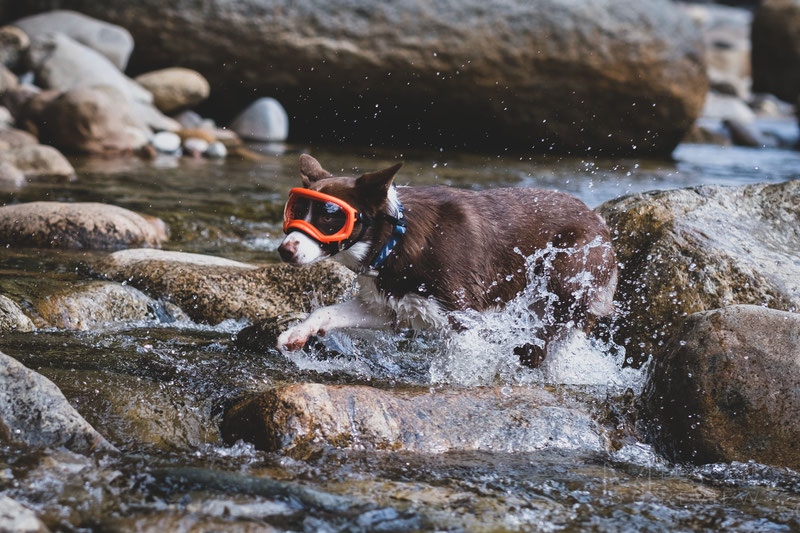 Rex Specs Goggles Review (V1 vs. V2) | Dog Gear Review