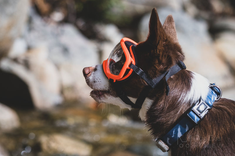 Rex Specs Goggles Review (V1 vs. V2) | Dog Gear Review