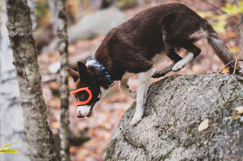 Rex Specs Goggles Review (V1 vs. V2) | Dog Gear Review