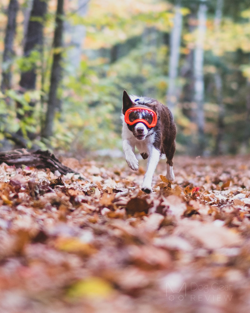 Rex Specs Goggles Review (V1 vs. V2) | Dog Gear Review