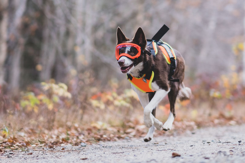 Dog sports outlet gear