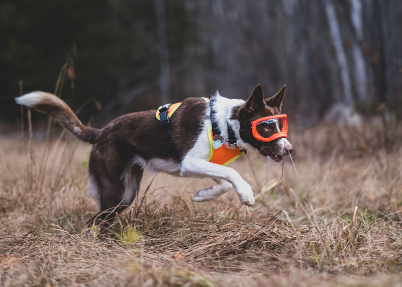 Rex Specs Goggles Review (V1 vs. V2) | Dog Gear Review