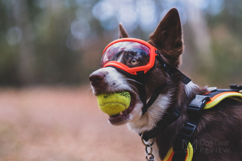 Rex Specs Goggles Review (V1 vs. V2) | Dog Gear Review