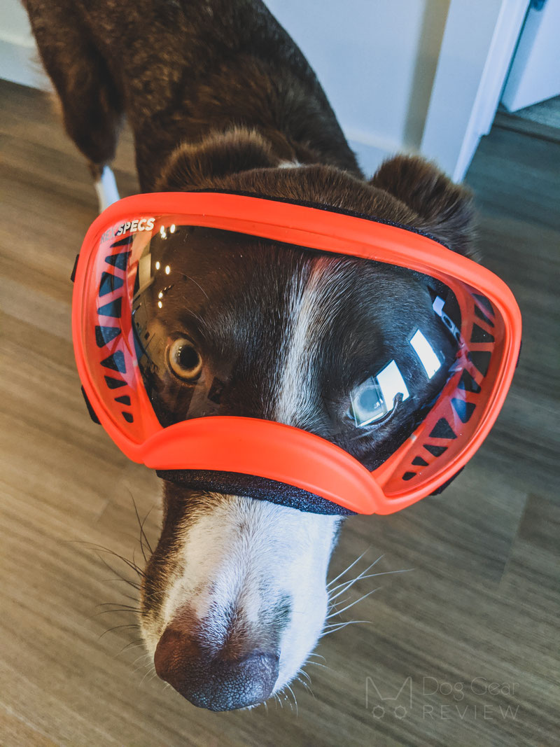 Rex Specs Goggles Review (V1 vs. V2) | Dog Gear Review