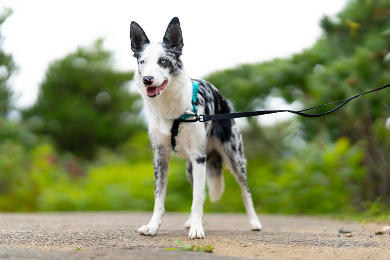 Rover Gear Better Walk No-Pull Dog Harness Review | Dog Gear Review
