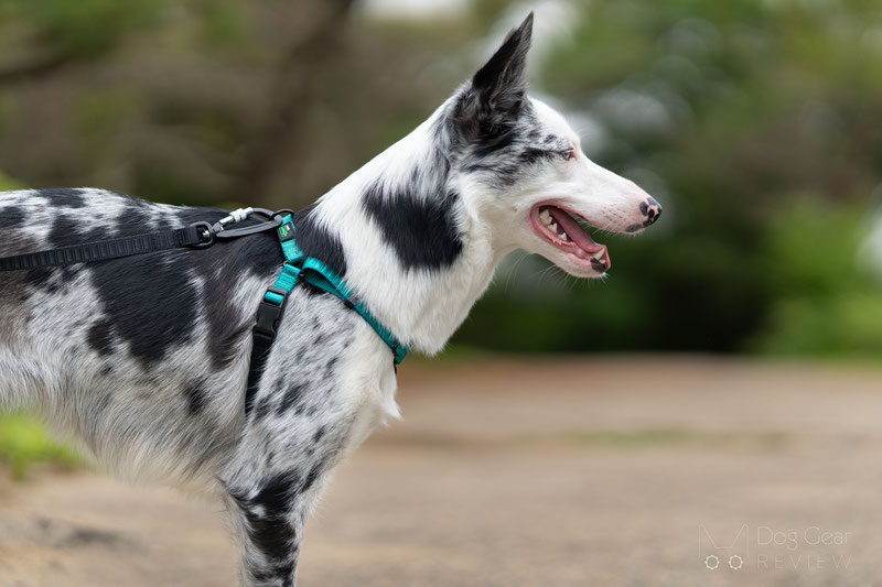 Rover Gear Better Walk No-Pull Dog Harness Review | Dog Gear Review