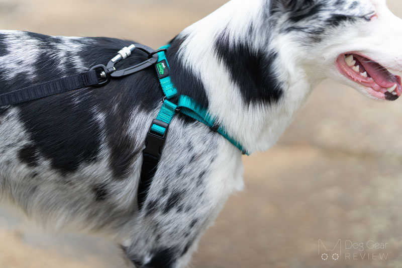Rover Gear Better Walk No-Pull Dog Harness Review | Dog Gear Review
