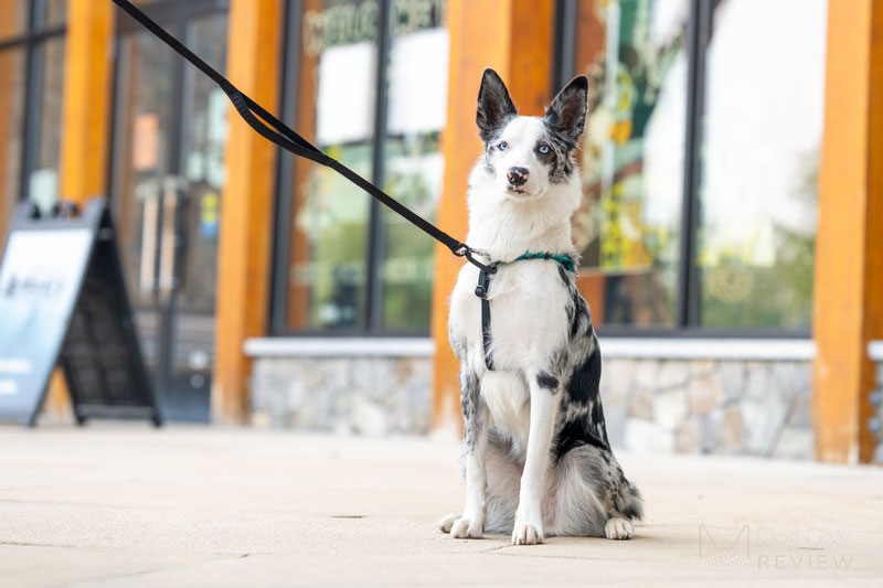 Rover Gear Better Walk No-Pull Dog Harness Review | Dog Gear Review