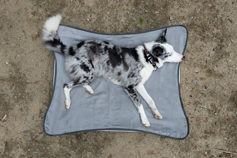  Ruffwear Mt. EverRest Dog Cot Review | Dog Gear Review